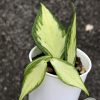 Hoya fishtail inner variegated - A