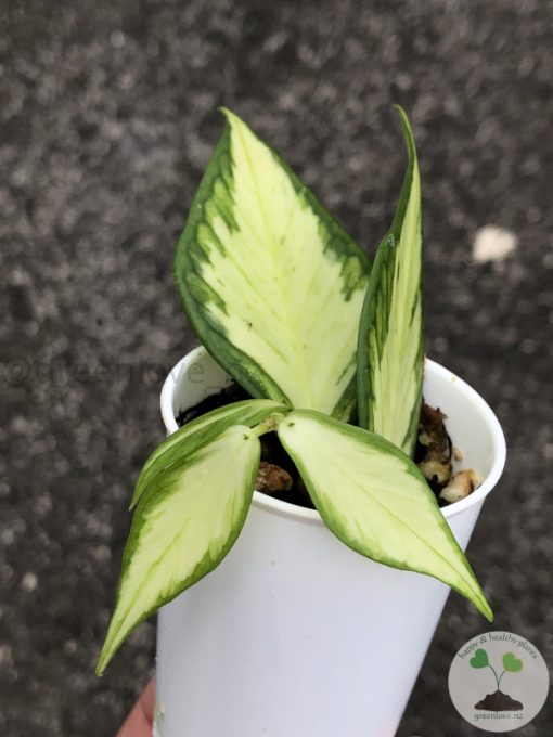 Hoya fishtail inner variegated - A