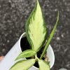 Hoya fishtail inner variegated - A