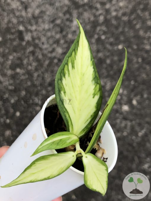 Hoya fishtail inner variegated - A