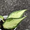 Hoya fishtail inner variegated - A