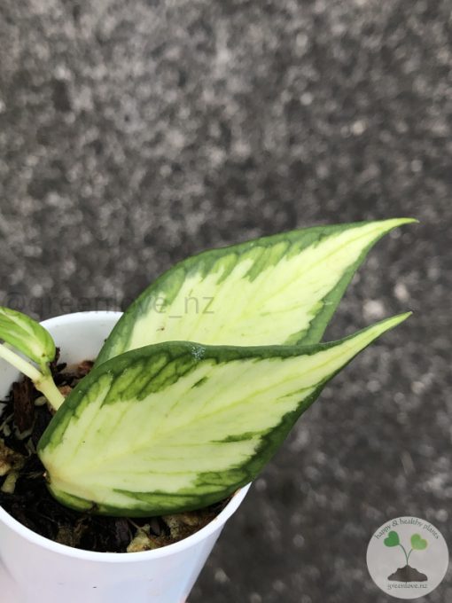 Hoya fishtail inner variegated - A
