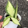 Hoya fishtail inner variegated - A