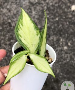 Hoya fishtail inner variegated - A