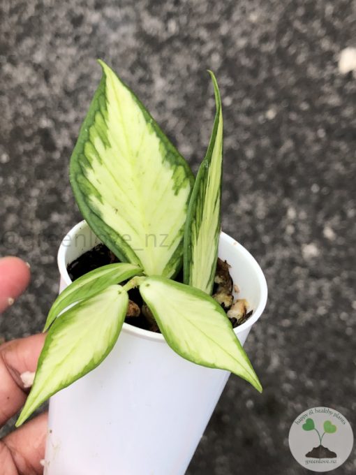 Hoya fishtail inner variegated - A