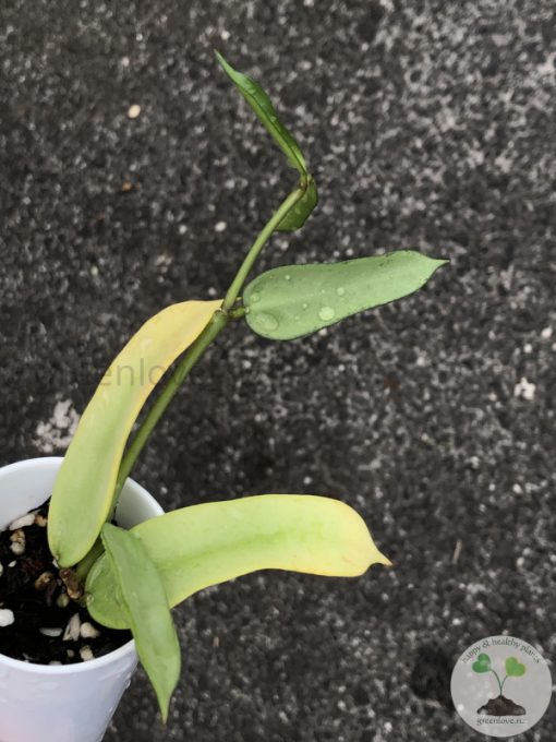 Hoya pandurata silver