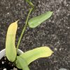 Hoya pandurata silver
