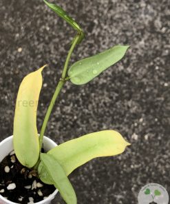 Hoya pandurata silver