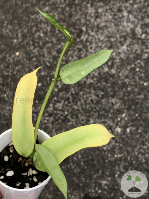 Hoya pandurata silver
