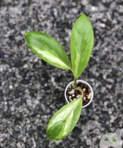 Hoya incrassata 'Moonshadow' - B