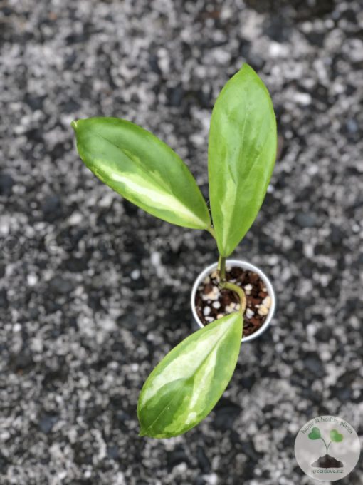 Hoya incrassata 'Moonshadow' - B