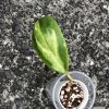 Hoya incrassata 'Moonshadow' - C