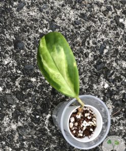 Hoya incrassata 'Moonshadow' - C