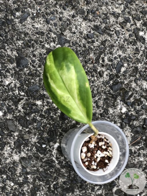Hoya incrassata 'Moonshadow' - C