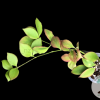 Hoya anulata