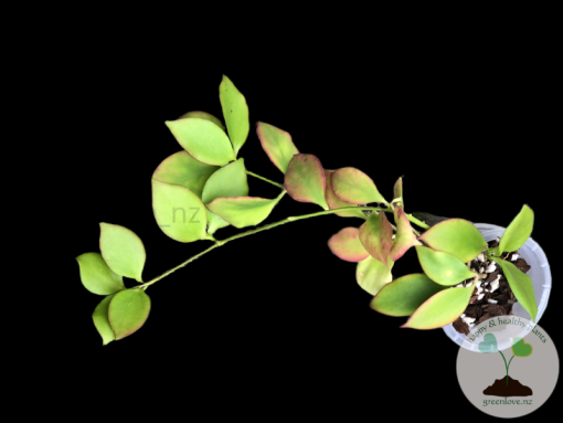 Hoya anulata
