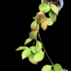 Hoya anulata