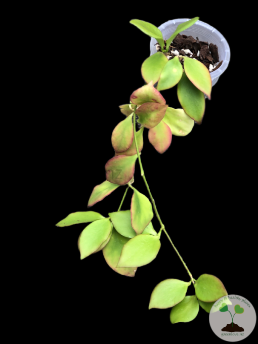 Hoya anulata