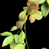 Hoya anulata