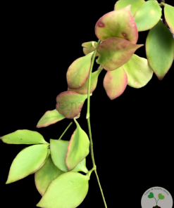Hoya anulata