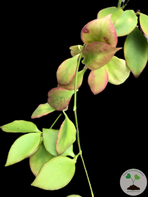 Hoya anulata