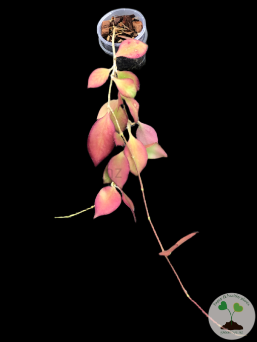 Hoya anulata