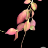 Hoya anulata
