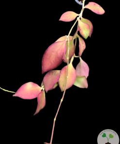 Hoya anulata