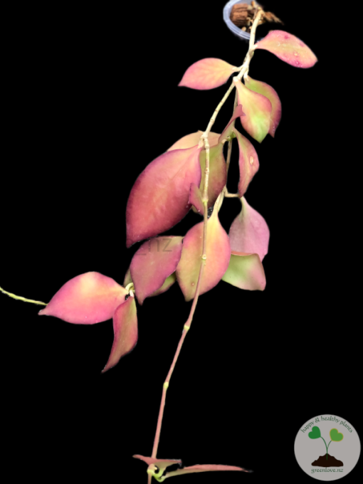 Hoya anulata