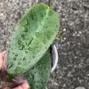 Hoya macgillivrayi