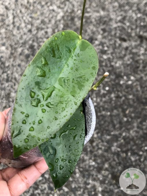 Hoya macgillivrayi