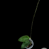 Hoya macgillivrayi