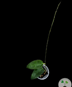 Hoya macgillivrayi