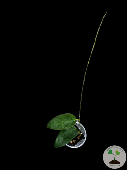 Hoya macgillivrayi