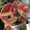 Begonia Snow Capped Variegated