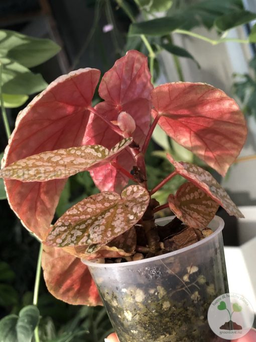 Begonia Snow Capped Variegated