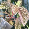 Begonia Snow Capped Variegated