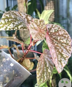 Begonia Snow Capped Variegated