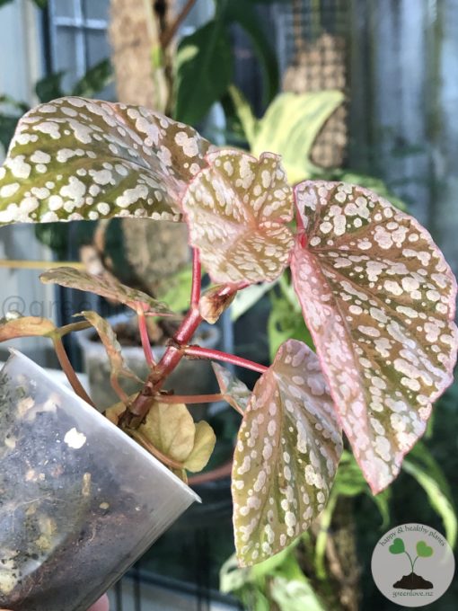 Begonia Snow Capped Variegated