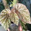 Begonia Snow Capped Variegated