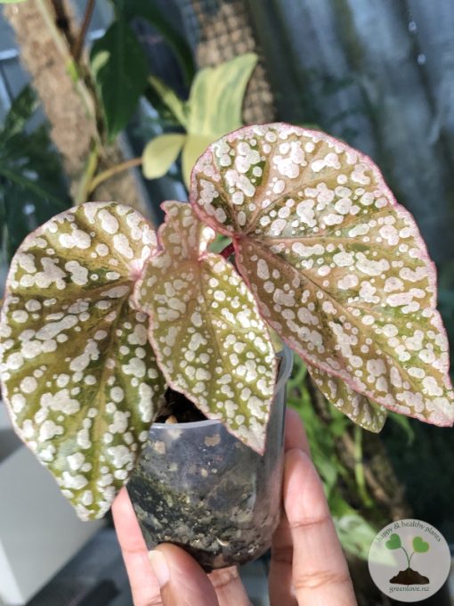 Begonia Snow Capped Variegated