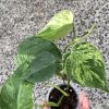 Philodendron Heartleaf Variegated - A