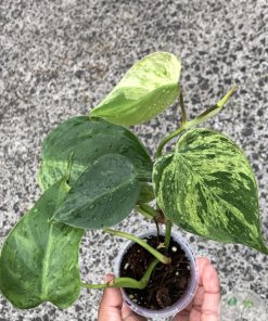 Philodendron Heartleaf Variegated - A