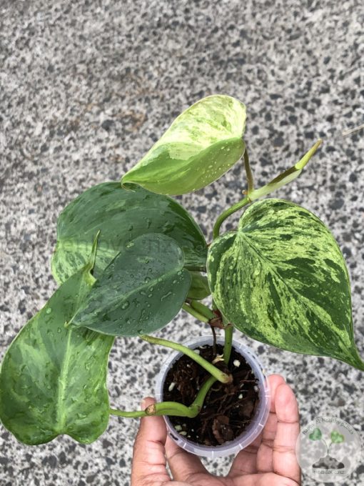 Philodendron Heartleaf Variegated - A