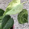 Philodendron Heartleaf Variegated - A