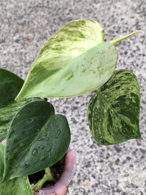 Philodendron Heartleaf Variegated - A