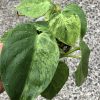 Philodendron Heartleaf Variegated - B