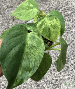 Philodendron Heartleaf Variegated - B