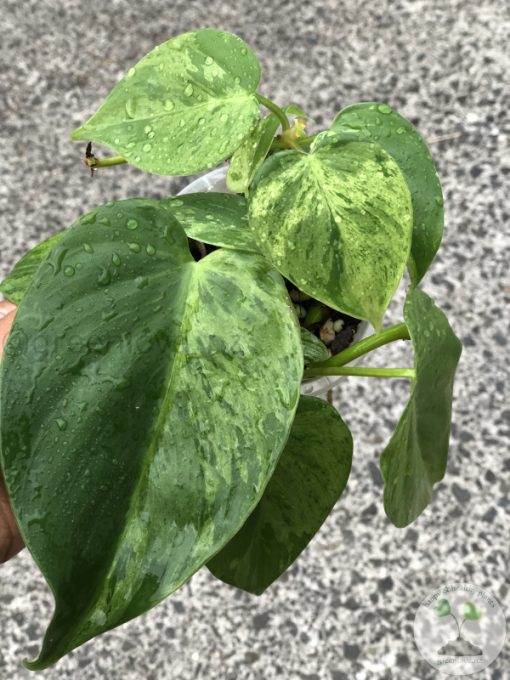 Philodendron Heartleaf Variegated - B