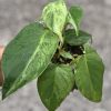 Philodendron Heartleaf Variegated - B